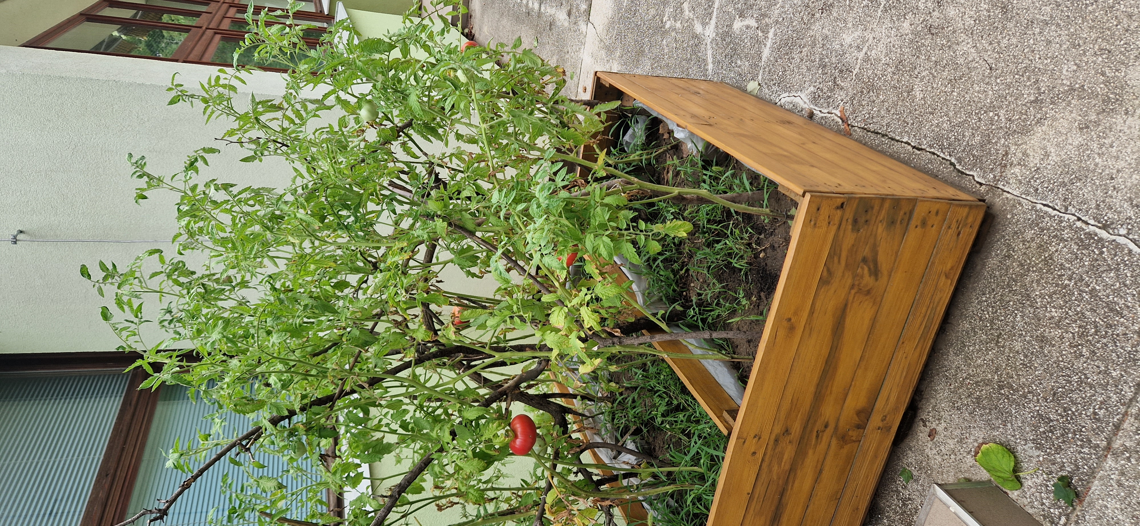 Paradicsom palánta ültetés